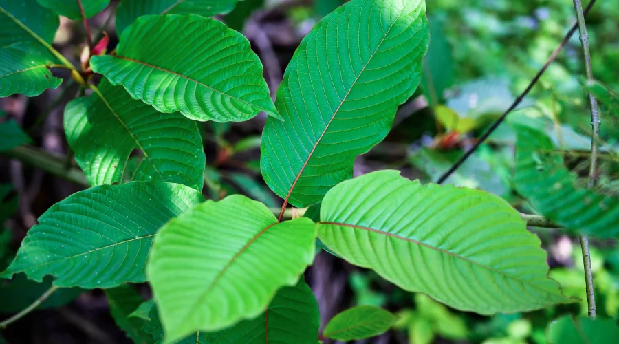 The Natural Alternative Kratom's Place in Medicine