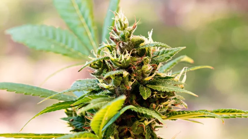 Understanding the Timing of CBD Flower Effects