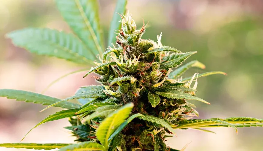 Understanding the Timing of CBD Flower Effects