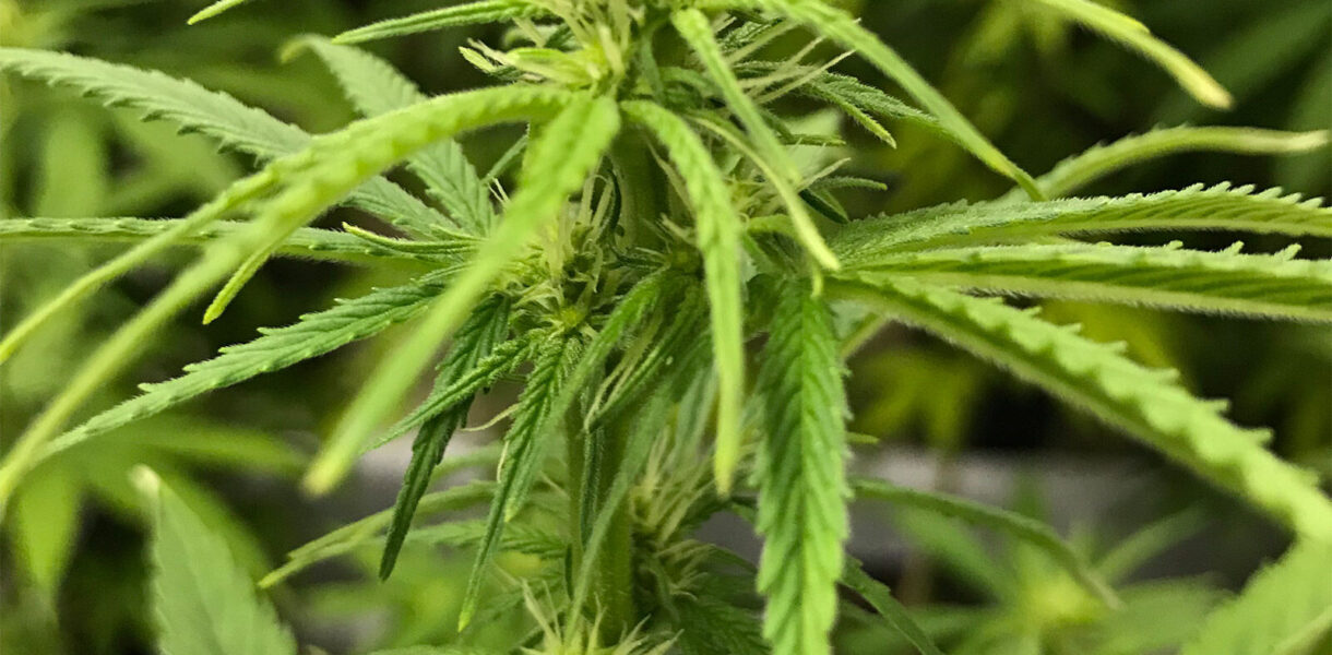exotic thca flower
