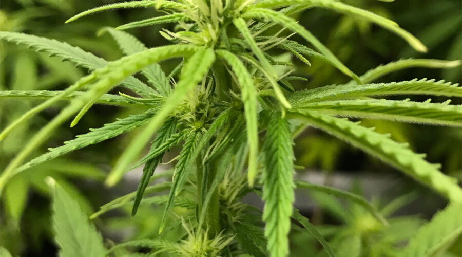exotic thca flower