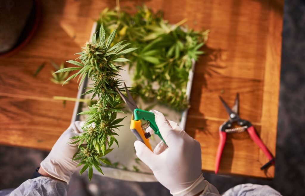best place to buy thca flower