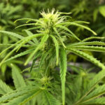 exotic thca flower